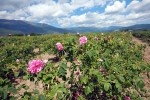 Private day tour from Sozopol to Valley of Roses, Buzludzha and Tomb of Thracian Kings. Day trip to Valley of Roses, Buzludzha and Tomb of Thracian Kings