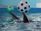 Private day tour from Sozopol to Varna. Make a city tour to Architectural Museum, the Roman baths, the Dolphinarium