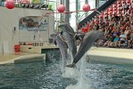 Private day tour from Sozopol to Varna. Make a city tour to Architectural Museum, the Roman baths, the Dolphinarium